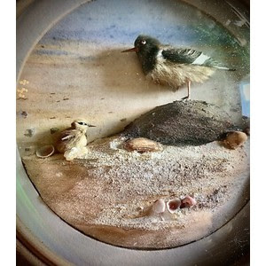 Oyster Catcher and Young (5-inch)